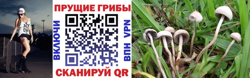 Псилоцибиновые грибы Magic Shrooms  площадка как зайти  Кызыл  цены наркотик 